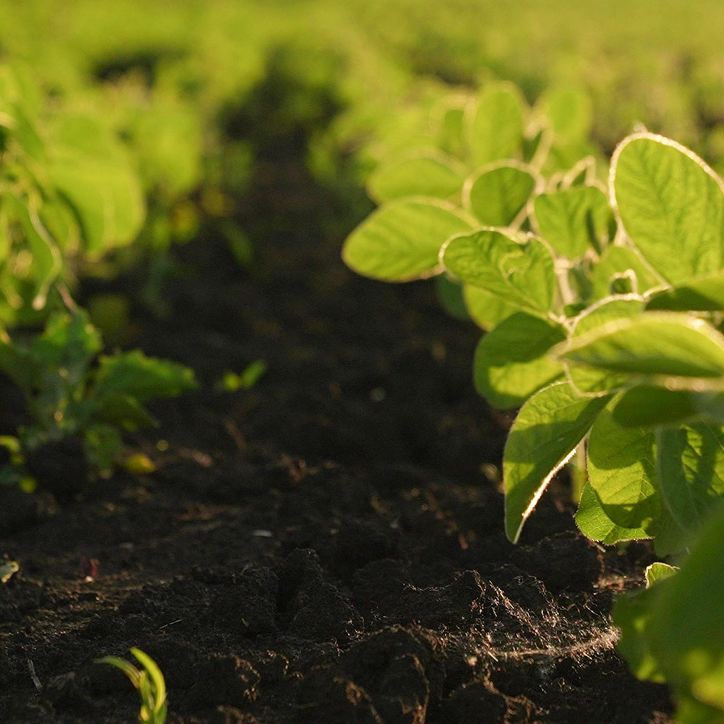 Agricultural Products